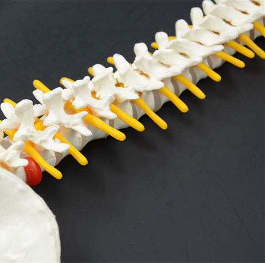 plastic medical spine model