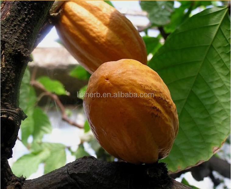 ISO Certificated factory supply cocoa extract