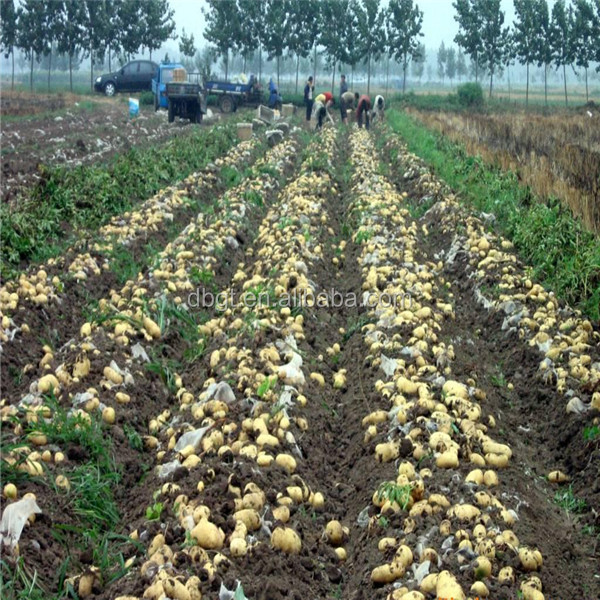 2014 new crop seed potato on hot sale