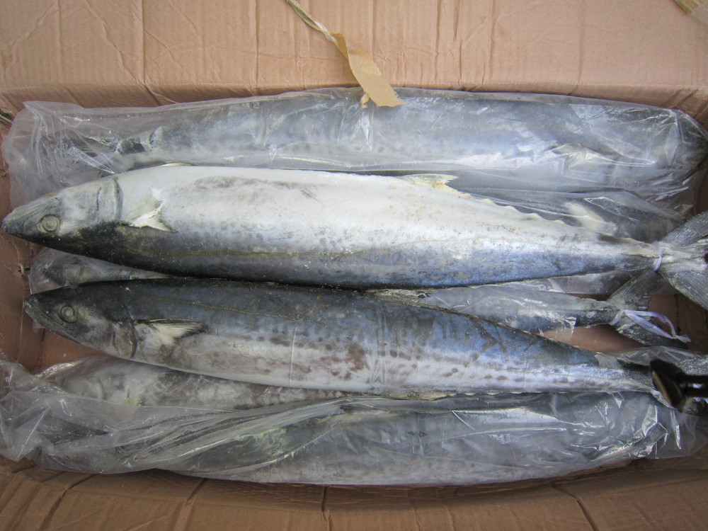 spanish mackerel 004