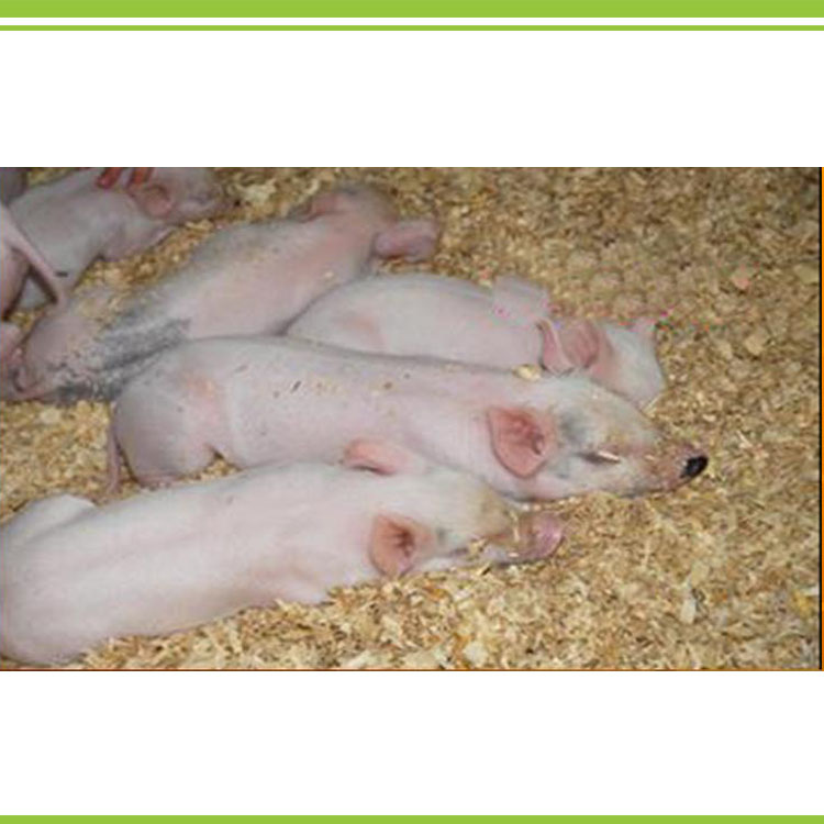 Piglet fermentation bed 