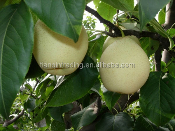 fresh ya pear&new crop&the most lowest price