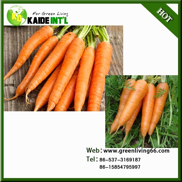 Organic Bulk Carrots For Market