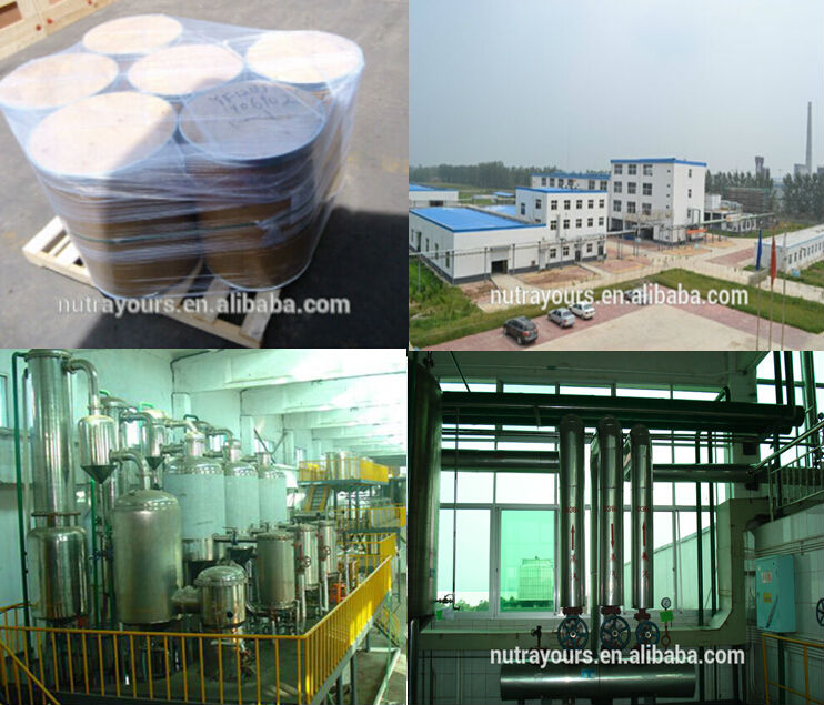 FDA certificated cocoa beans extract powder from factory