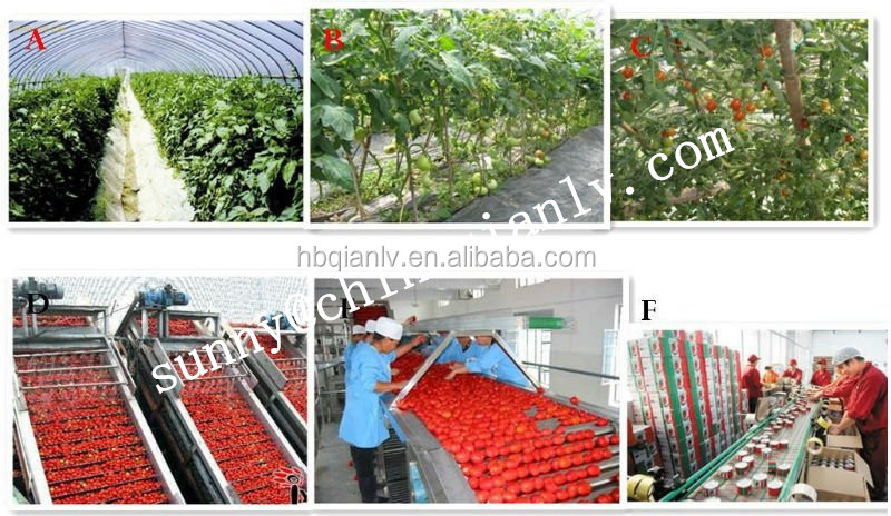 Tomato Sauce in can