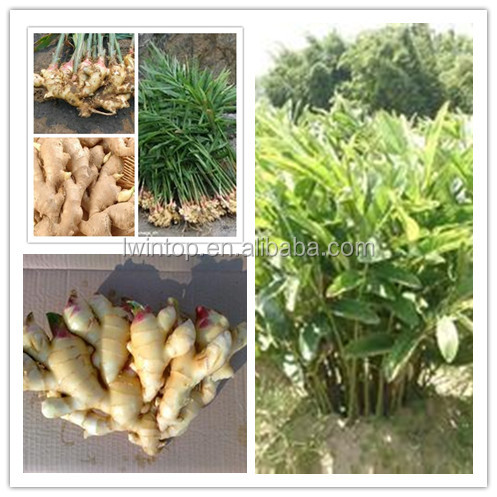 fresh ginger new corp from China