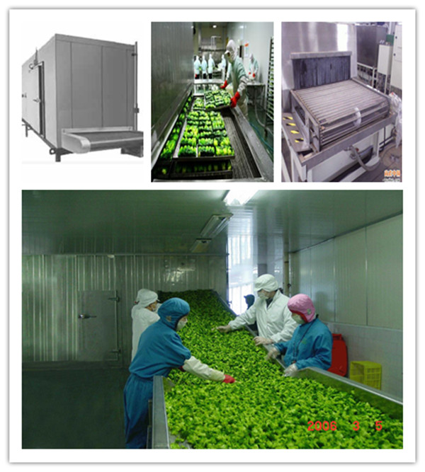 PLANTAIN Quick Freezing Processing Line Machine