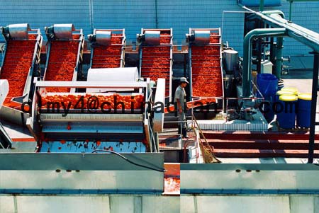 bulk tomato paste in drum