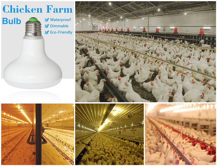 Waterproof Poultry Farm Led Lighting Poultry House Led Lighting Chicken