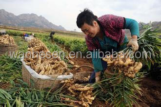 cheap price ginger, fresh ginger, half dry ginger -air dry ginger