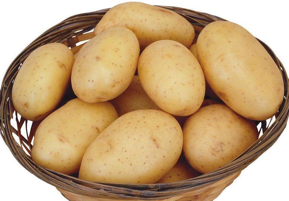 Chinese new crop fresh Holland Potato