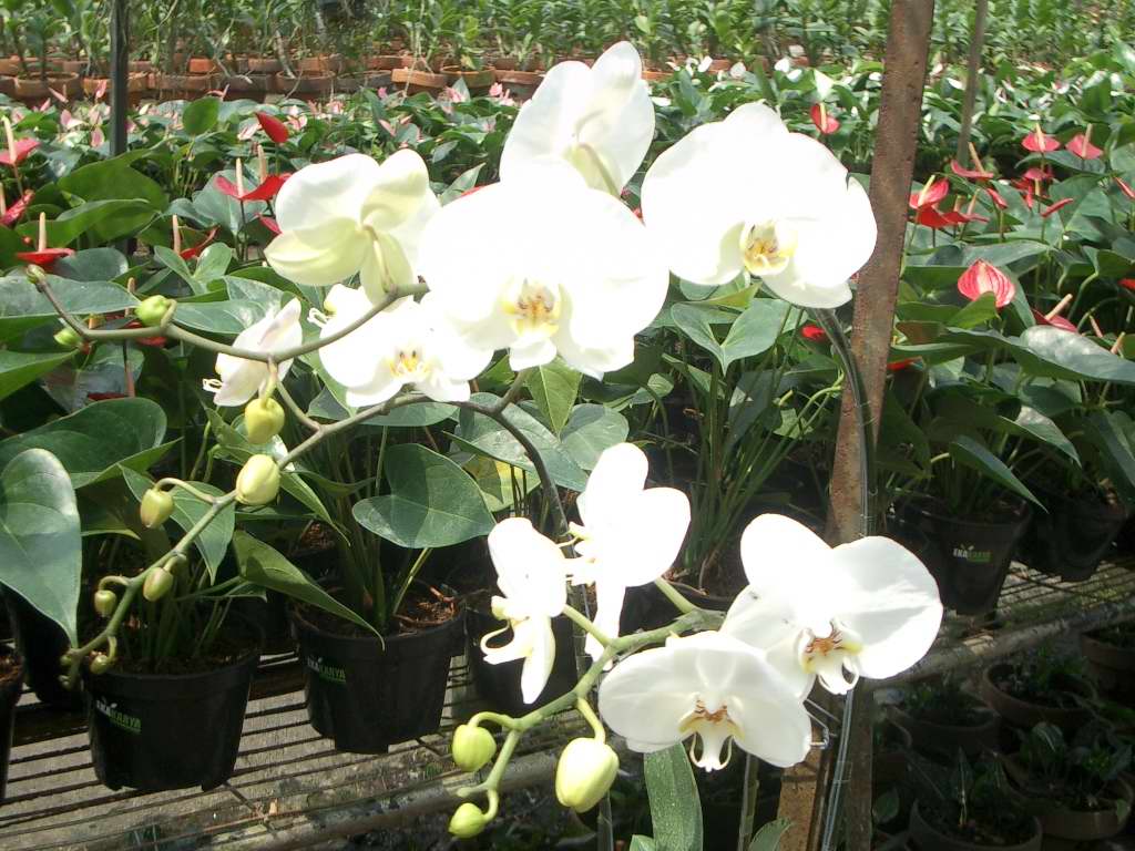 Bisnis Budidaya Tanaman Hias Bunga Anggrek Orchid Aglaonema Adenium