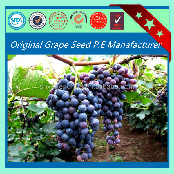 2014 GMP factory organic grape seed extract volcanic powder