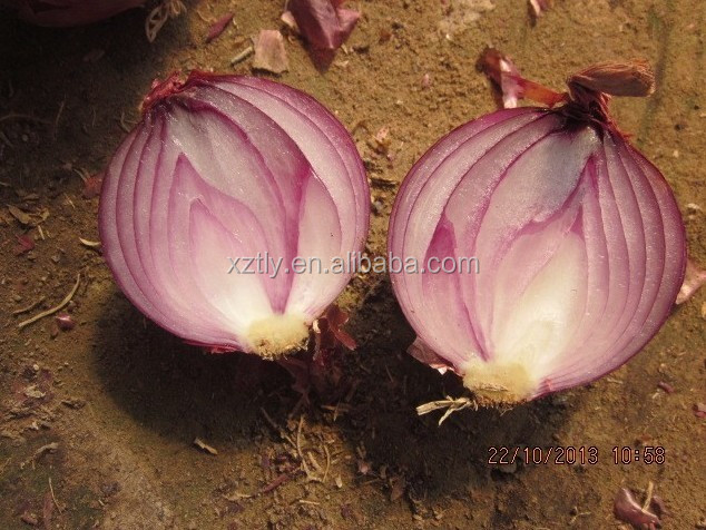 Fresh red onion grade A