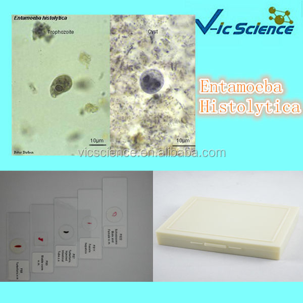 混合parasitology生物学準備顕微鏡のスライドセット問屋・仕入れ・卸・卸売り