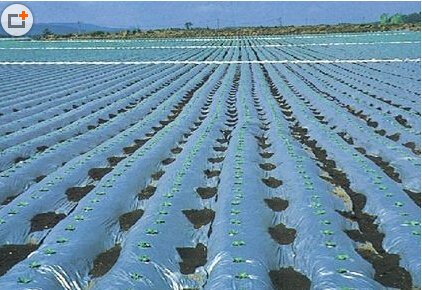 agricultuleパッキング袋仕入れ・メーカー・工場