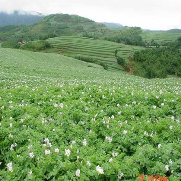 Eat at ease, to buy the rest assured. New fresh potato