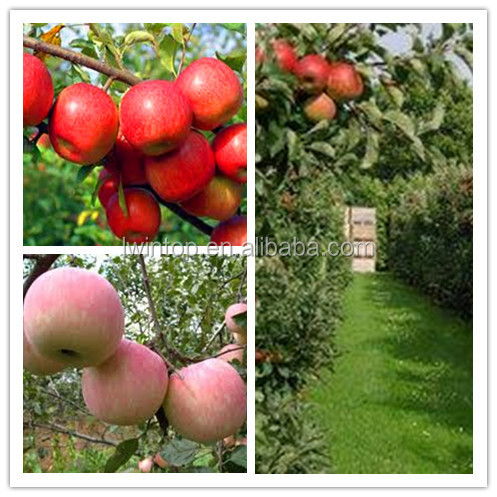 2014 famous brand red fuji apple