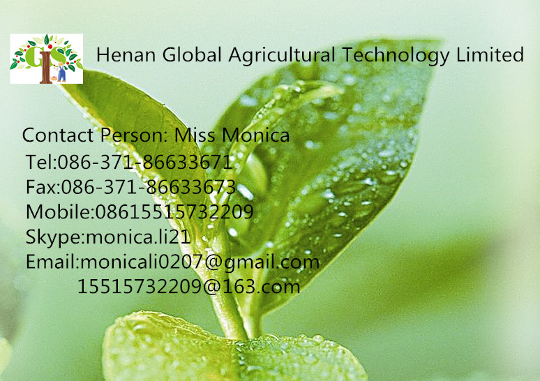 China famous green tea