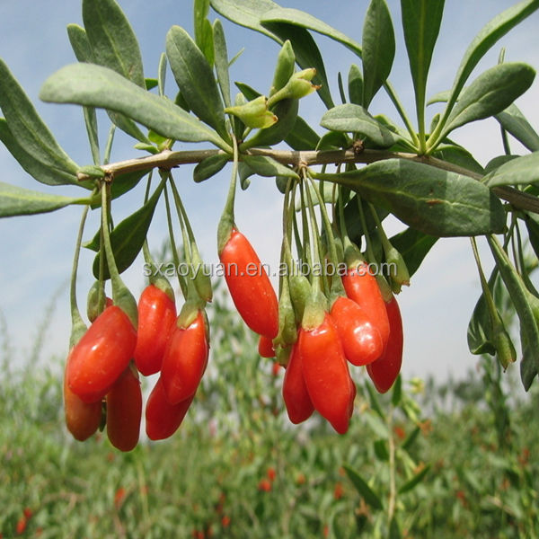 Lycium barbarum polysaccharide 40%, Goji Berry (Lycium Barbarum).