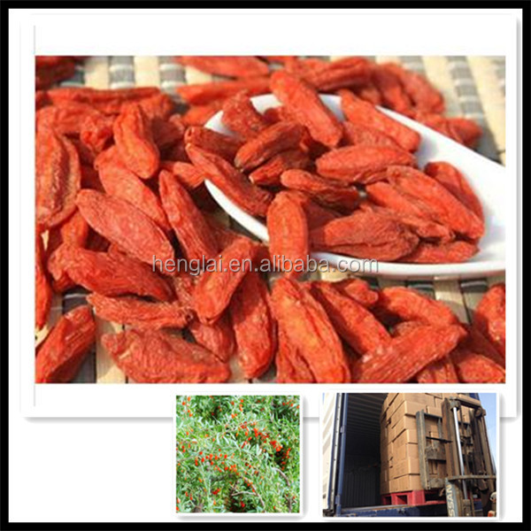 china goji berries/fresh dried goji berry/medlar