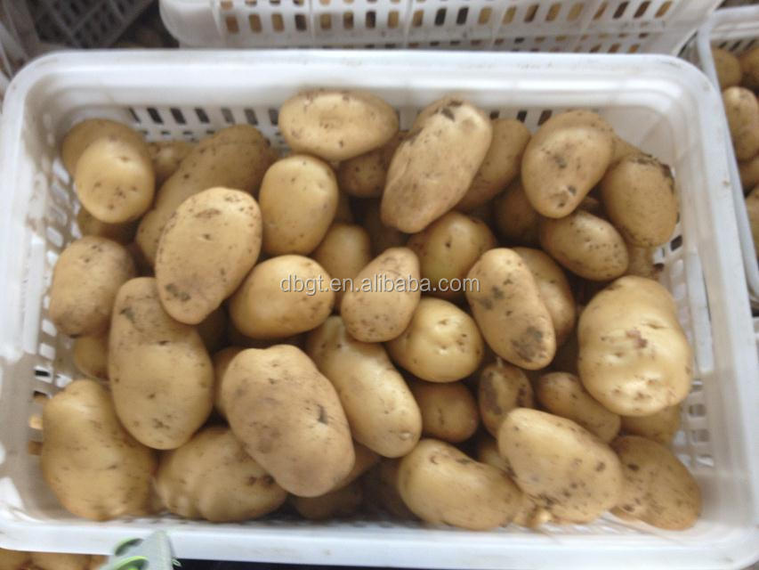 2014 shaanxi new crop fresh potato in bag pack
