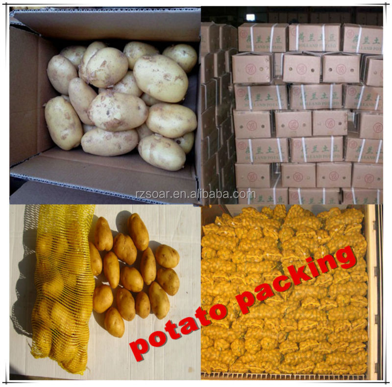 Fresh potato packed in mesh bag