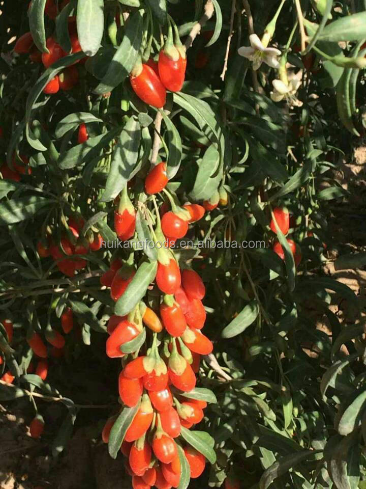 Certificated Ningxia dried goji berries