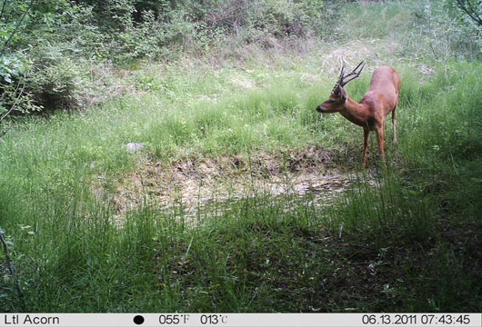 鹿狩りのカメラ12mp赤外線、 野生の動物監視仕入れ・メーカー・工場