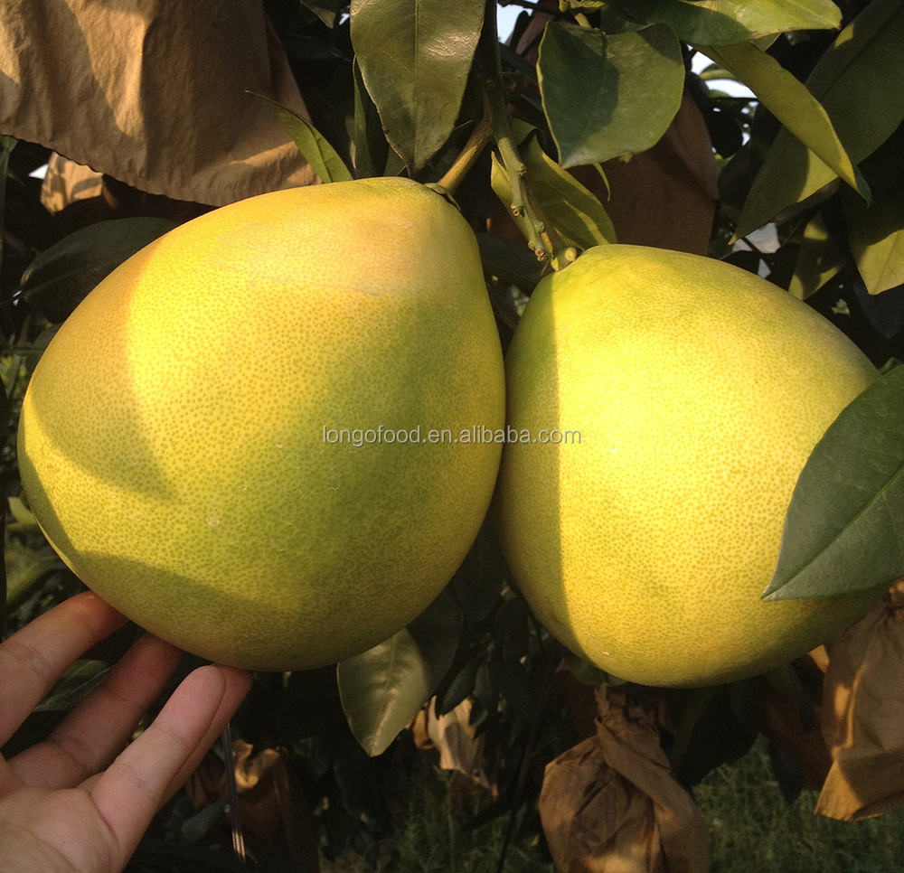 China pomelo fruit