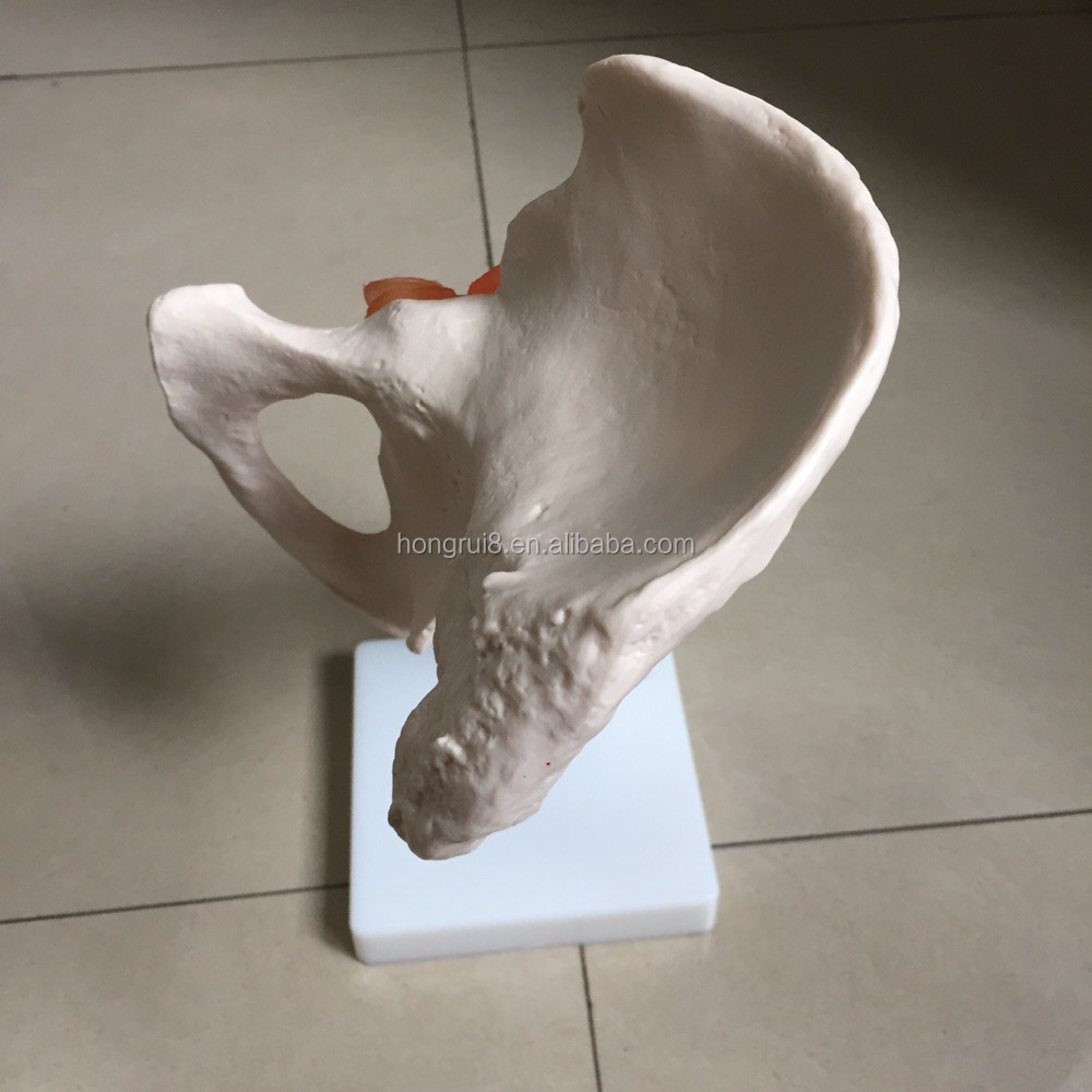 110 hip joint model (3).jpg