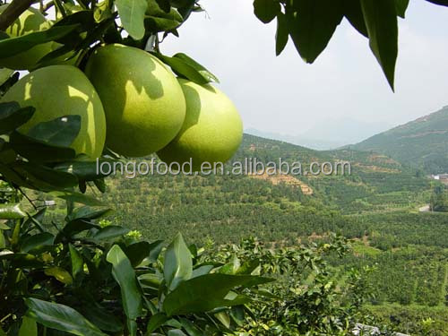 2014 fresh honey pomelo