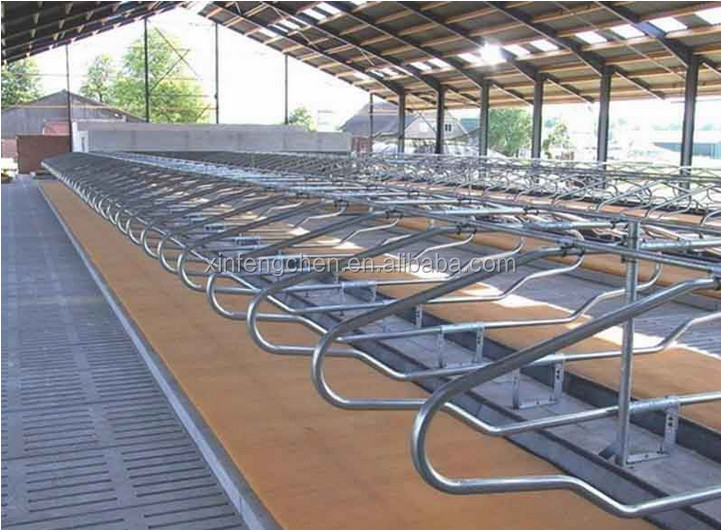 cow free stall 3.jpg