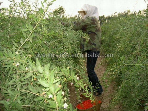 2014 KOSHER/HACCP/NOP/IMO/HALAL certified goji berry