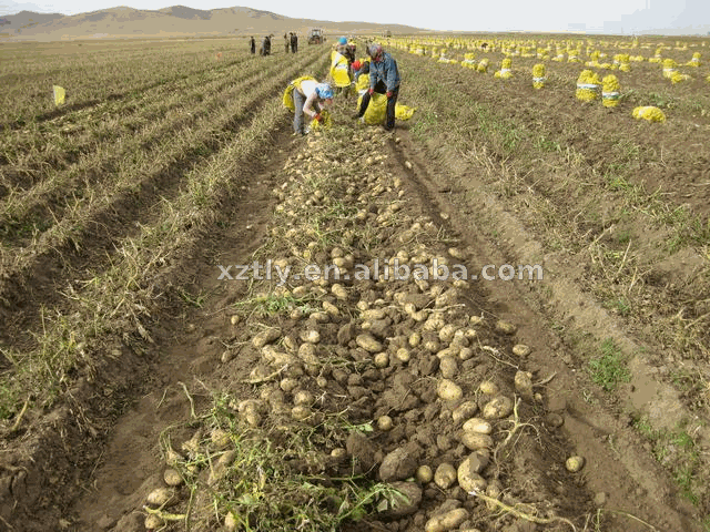 Fresh Holland potato 150g-250g for exporting