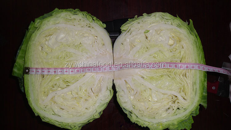 2014 Fresh Cabbage / Green Cabbage With High Quality Enjoying High Reputation