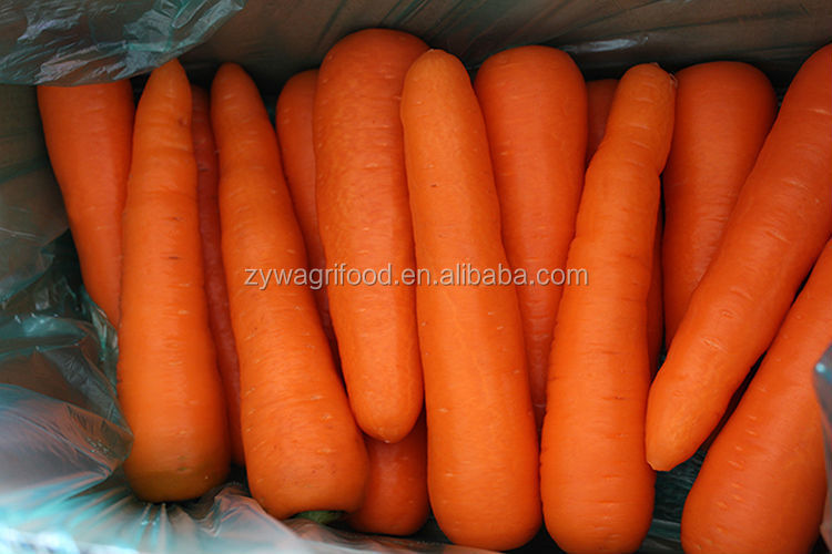 bulk carrot/carrots fresh/wholesale organic carrots