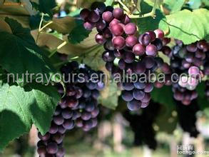 GMP and KoSHER Nutural Proanthocyanidins Grape Seed Extract
