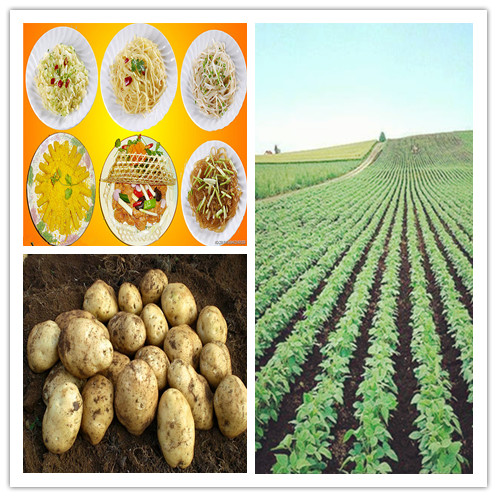 2014 Have to buy Chinese potato in shaanxi province