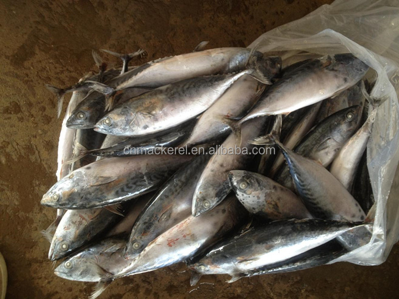 Bonito For Frozen Seafood Importers,China Bonito price supplier 21food