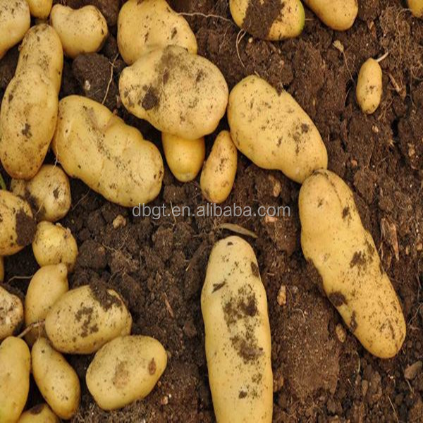 Common types fresh potato
