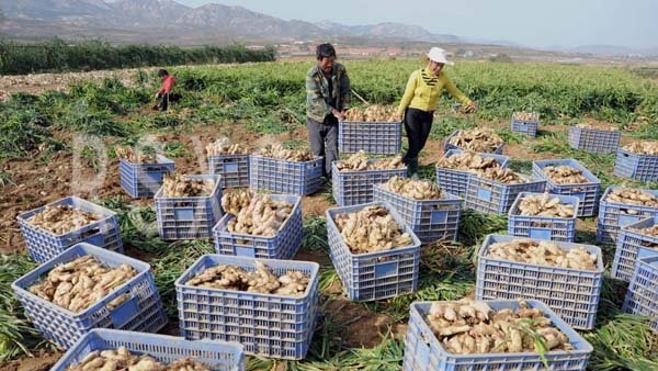 2014 new crop ginger