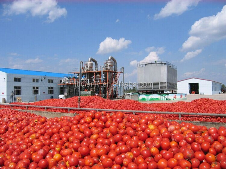 tomato paste tomato ketchup tomato sauce