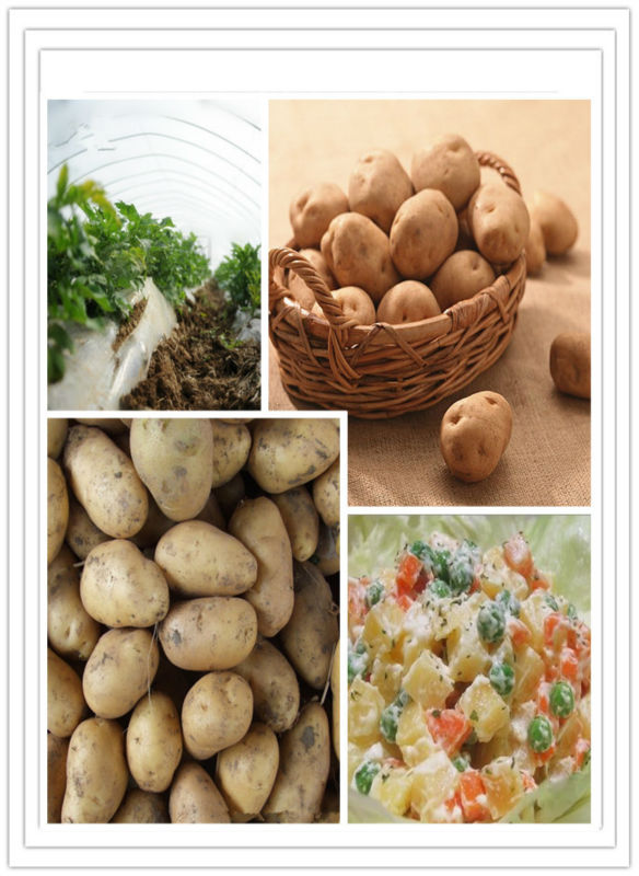Good export potatoes experienced exporters in China