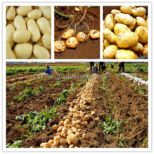 2014 High quality potatoes in bulk