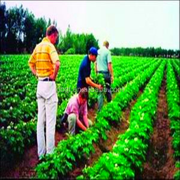 Eat at ease, to buy the rest assured. New fresh potato