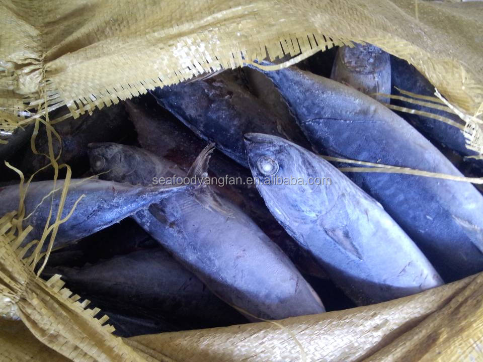 500-750g whole round sea frozen Auxis thazard fish bullet bonito