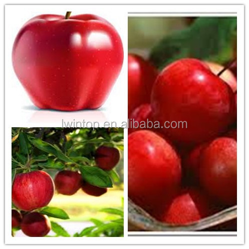 2013 new crop Fuji red apple bulk fresh apples