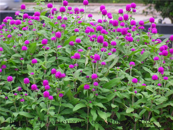 Globe amaranth Flower tea