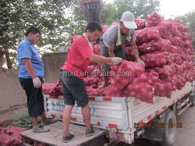2014 new crop onion seeds for sale